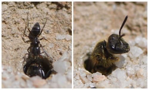 Tapinoma sp.
